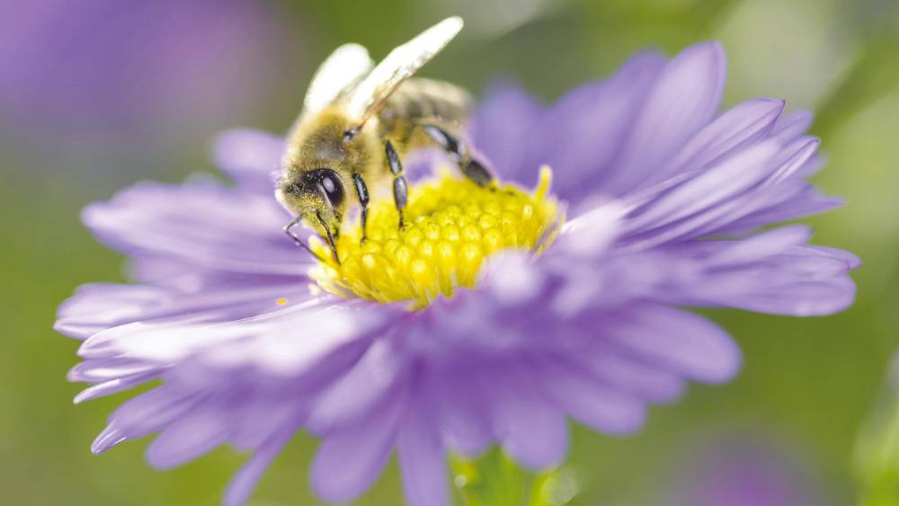 Pourquoi traiter la biodiversité comme le climat ?
