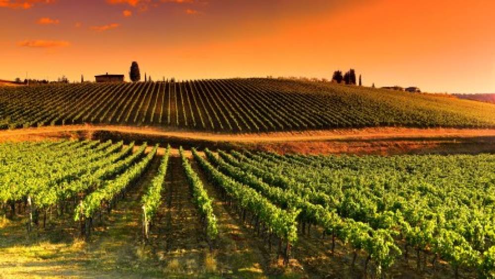 Financement et gestion des risques : les spécificités du secteur viticole