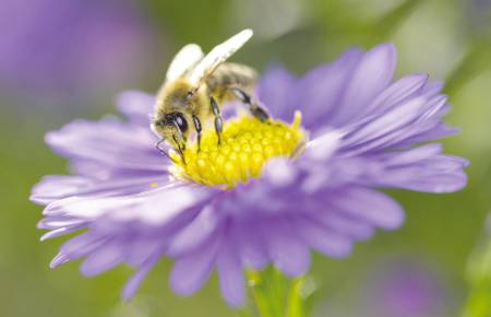 Pourquoi traiter la biodiversité comme le climat ?