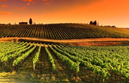 Financement et gestion des risques : les spécificités du secteur viticole
